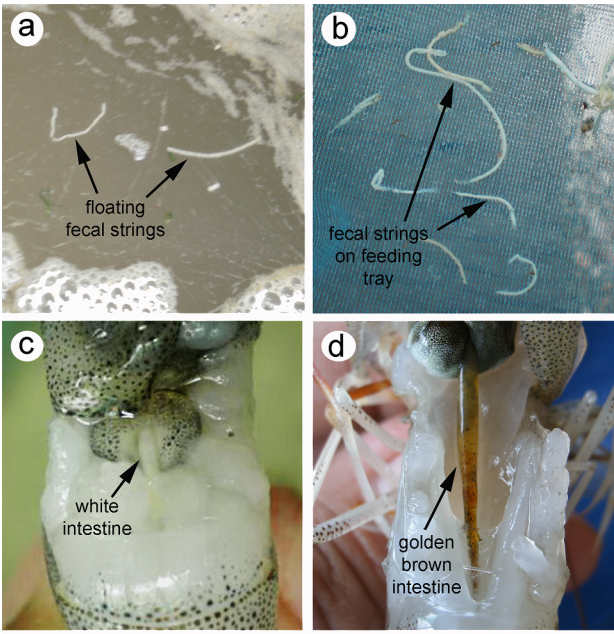 P-GutcureFOR MICROBIAL GUT INFECTION IN THE SHRIMP