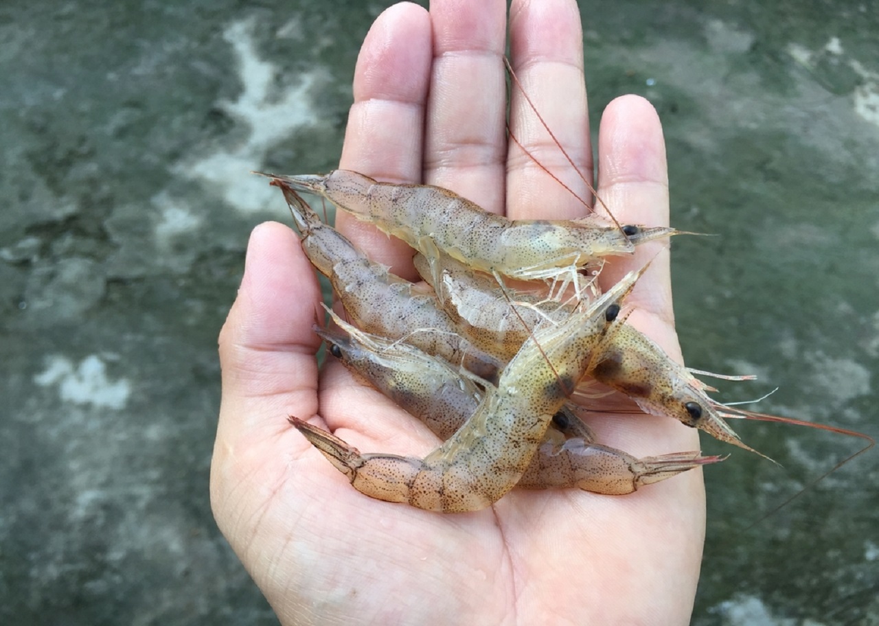 MinLifeNATURAL MINERALS FOR SHRIMP CULTURE